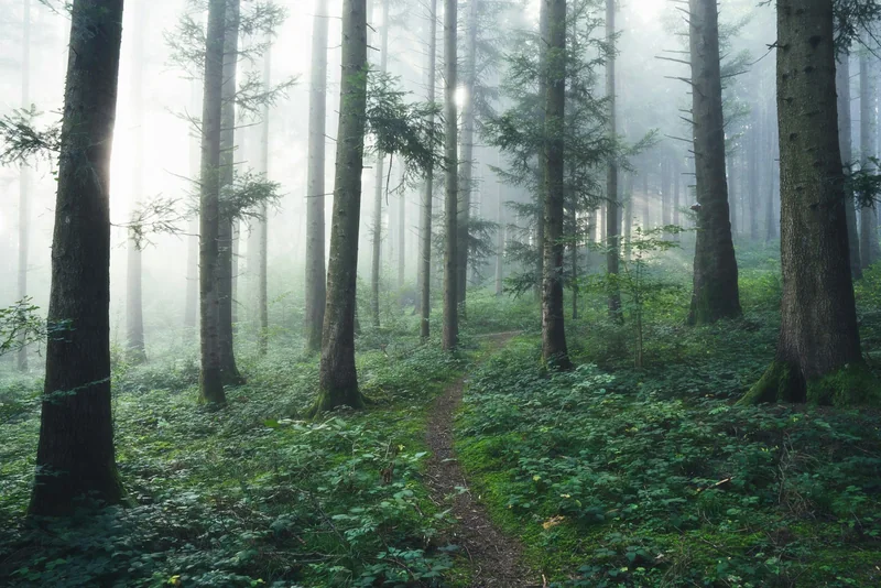 Morning mist on a forest path