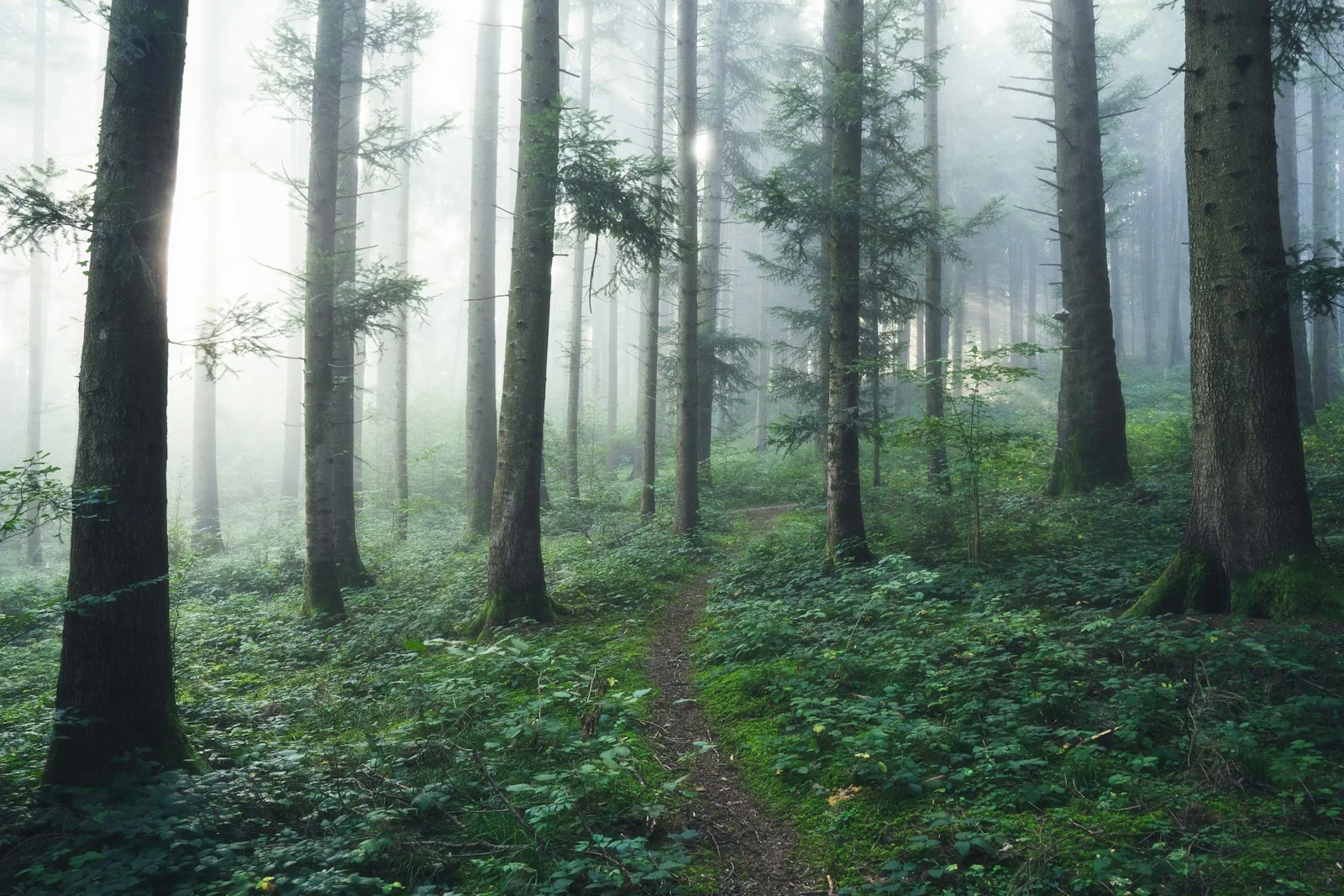 Morning mist on a forest path